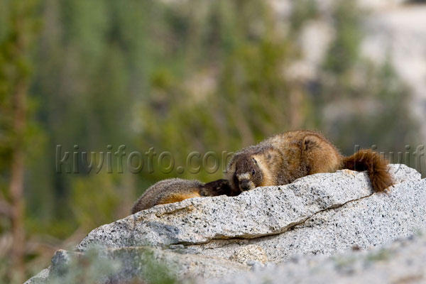 Yellow-bellied Marmot Photo @ Kiwifoto.com