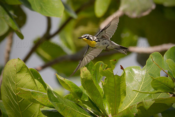 Yellow-throated Warbler Image @ Kiwifoto.com