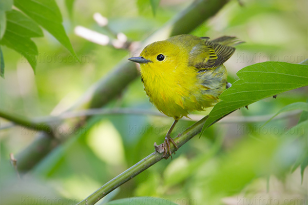 Yellow Warbler Photo @ Kiwifoto.com