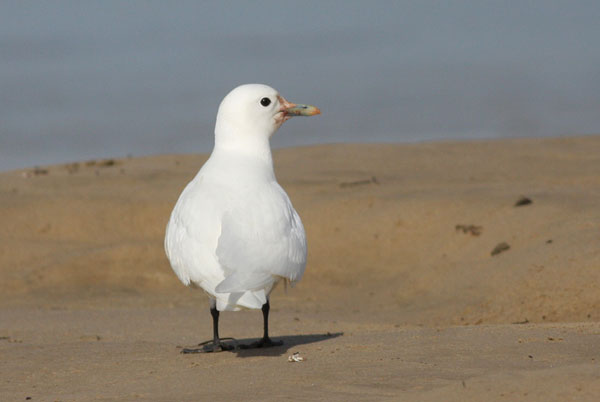 Ivory Gull Ivory Gull