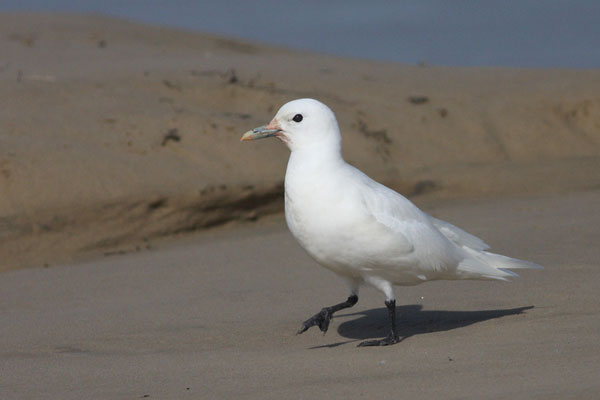 Ivory Gull Ivory Gull
