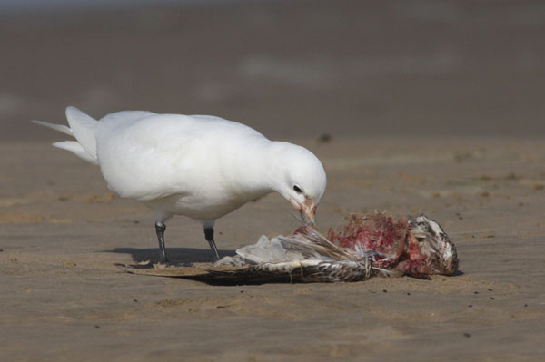 Ivory Gull Ivory Gull