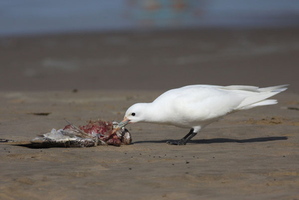 Ivory Gull Ivory Gull