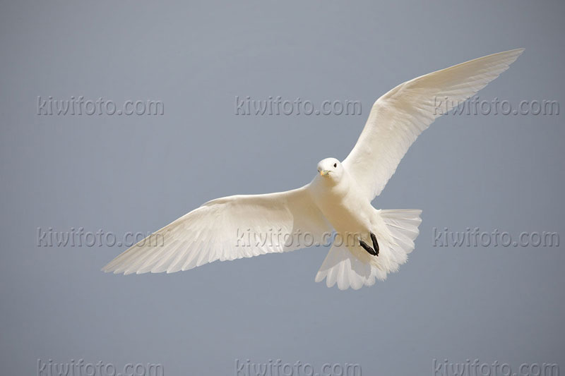 Ivory Gull (Pagophila eburnea) Ivory Gull (Pagophila eburnea)