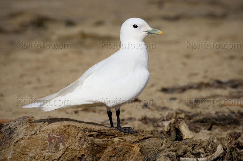 Ivory Gull (Pagophila eburnea)