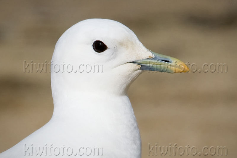 Ivory Gull (Pagophila eburnea)