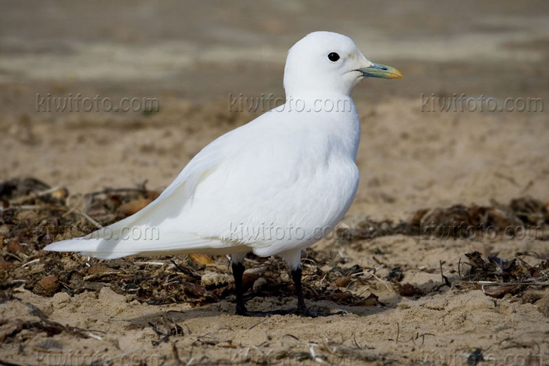 Ivory Gull (Pagophila eburnea) Ivory Gull (Pagophila eburnea)