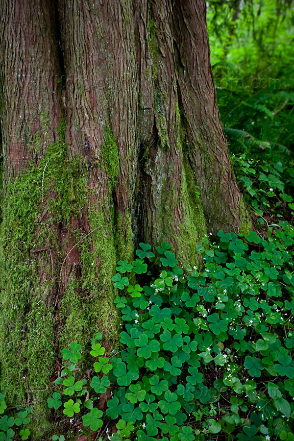 Tree with Clovers
