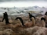 Adelie Penguin Video