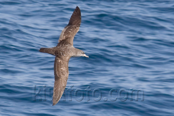 Pink-footed Shearwater