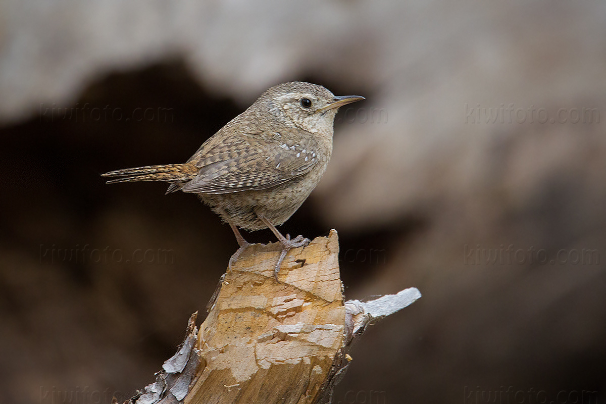 House Wren