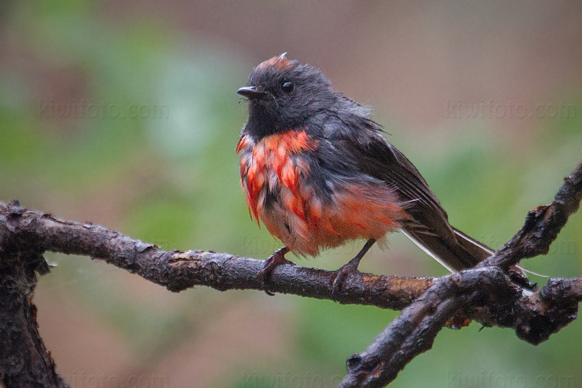 Slate-throated Redstart