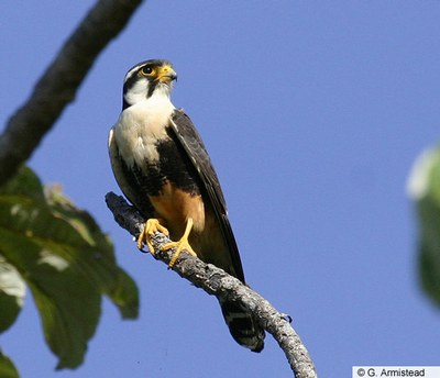 Aplomado Falcon