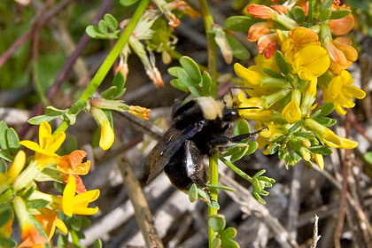 Yellow-faced Bumblebee