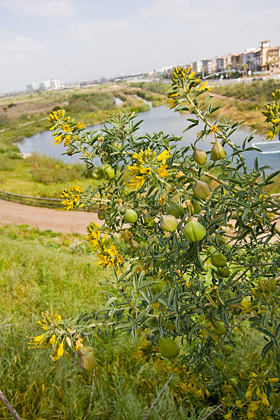 Bladderpod