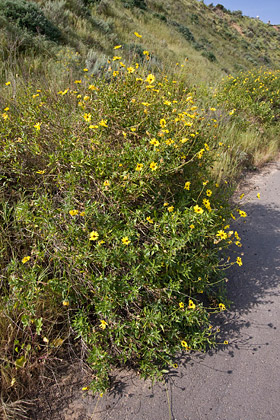 Bush Sunflower