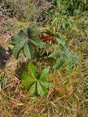 Castor Bean Castor Bean
