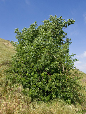 Mexican Elderberry