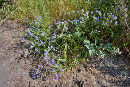 Phacelia