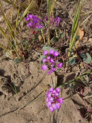 Sand Verbena