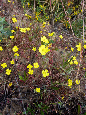 Suncups