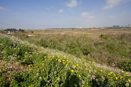 Ballona Wetlands