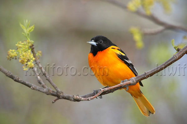 Baltimore Oriole, Crane Creek, Ohio