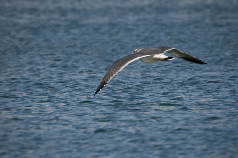 Black-tailed Gull (Larus crassirostris)