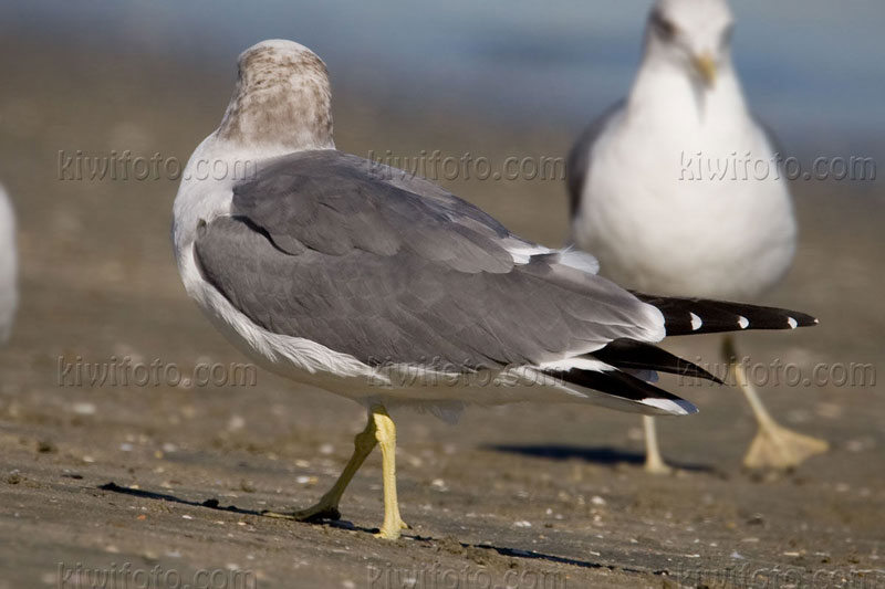 Black-tailed Gull (Larus crassirostris)