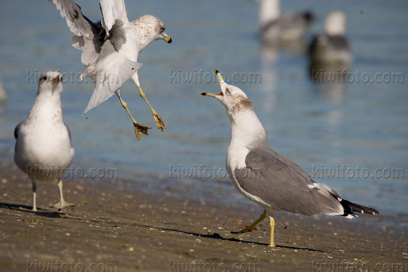 Black-tailed Gull (Larus crassirostris)