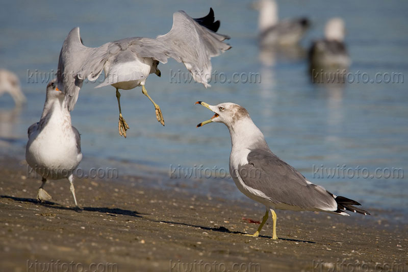 Black-tailed Gull (Larus crassirostris)