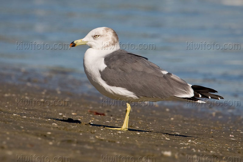 Black-tailed Gull (Larus crassirostris)