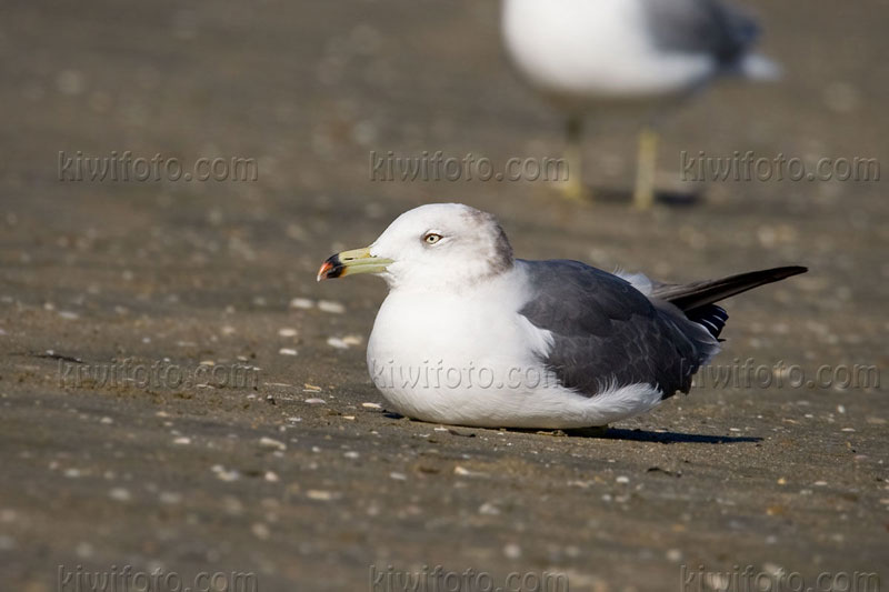 Black-tailed Gull (Larus crassirostris)