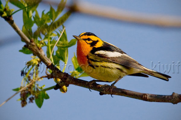 Blackburnian Warbler, Crane Creek, Ohio