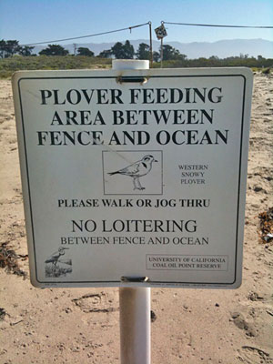 Western Snowy Plover Habitat