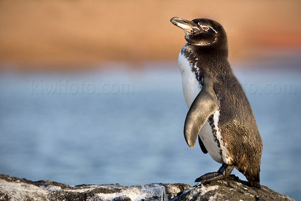 Galapagos Penguin, Bartolom Island, Galapagos