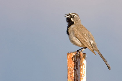 Black-throated Sparrow