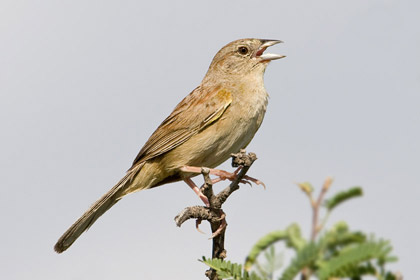 Botteri's Sparrow