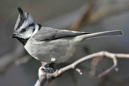 Bridled Titmouse