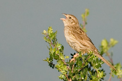 Cassin's Sparrow