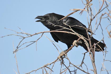 Chihuahuan Raven