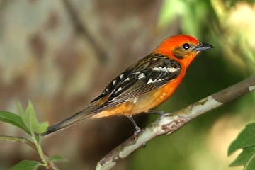 Flame-colored Tanager