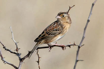 Grasshopper Sparrow