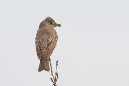 Greater Pewee