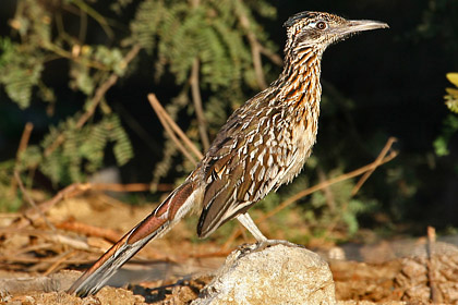 Greater Roadrunner