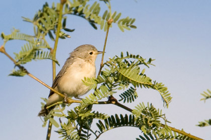 Lucy's Warbler