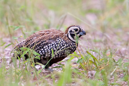 Montezuma Quail