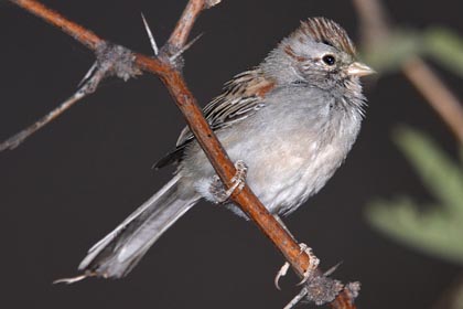 Rufous-winged Sparrow