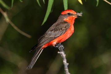 Vermilion Flycatcher