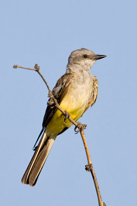 Western Kingbird